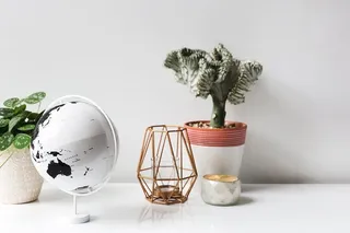 植物和桌子装饰图片