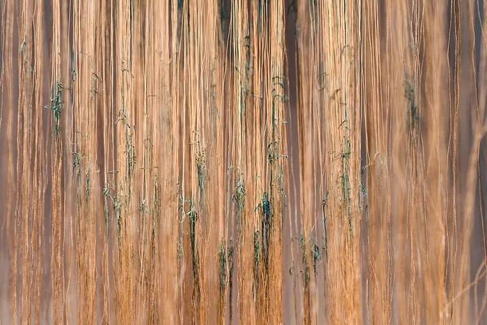 绿色植物，棕色，绿色，插图，植物，自然，户外，森林