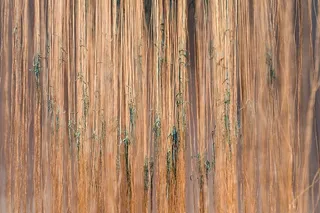 绿色植物，棕色，绿色，插图，植物，自然，户外，森林