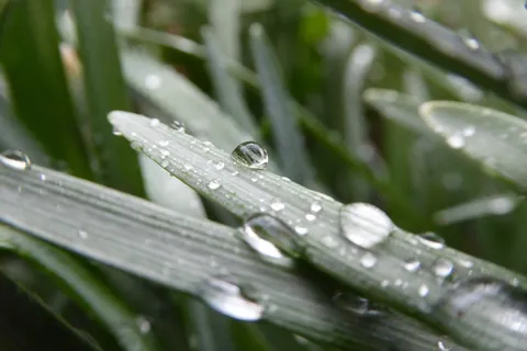 绿色,叶子,植物,自然,模糊,户外,湿,水 绿色,叶子,植物,自然,模糊,户外,湿,水