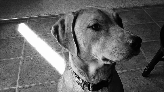 狗，黑白，狗，宠物，家养，宠物，家养动物，一只动物