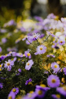 花园里开着紫色的小花 花园里开着紫色的小花