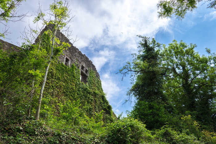 废墟，burgruine，砖石，石墙，植物，树木，天空，绿色