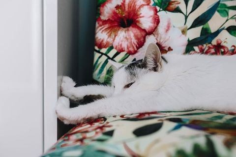 支撑墙壁单元的基本元素-猫