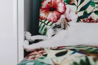 支撑墙壁单元的基本元素-猫