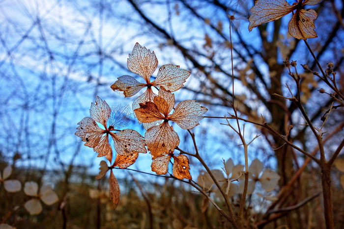 特写，照片，棕色，叶树，花，植物，花瓣，叶脉