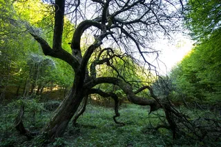 斯洛伐克，silickájablonica，老树，春天，欧洲森林，苹果树，绿色，深色