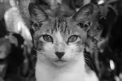 猫的灰度摄影 猫的灰度摄影