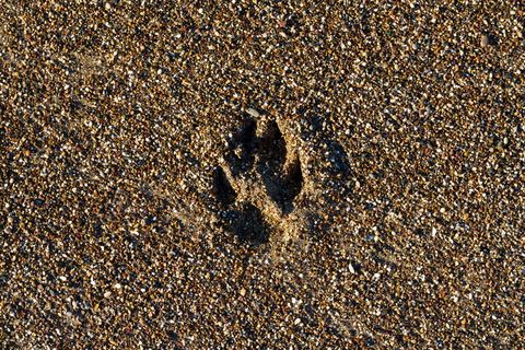 爪子，爪子，狗，狼，特里，沙子，海滩，动物