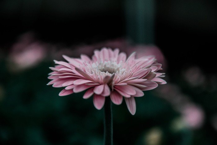 花，自然，花，花瓣，叶子，茎，紫罗兰，丁香