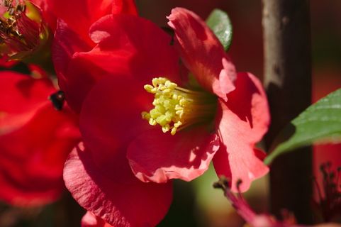 红色，郁金香，雄蕊，自然，补给品，微红色，郁金香，花