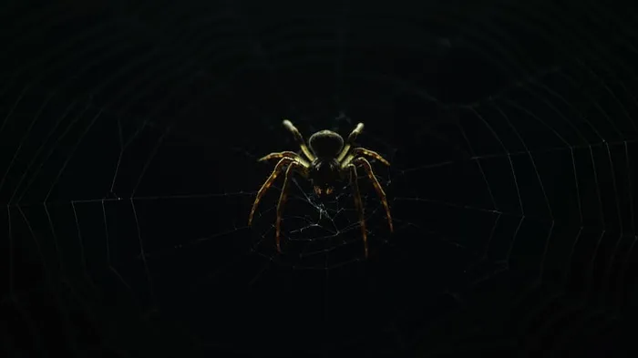 棕色，黑色，蜘蛛网，户外，谷仓，背景，昆虫