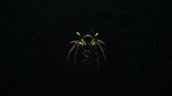 棕色，黑色，蜘蛛网，户外，谷仓，背景，昆虫