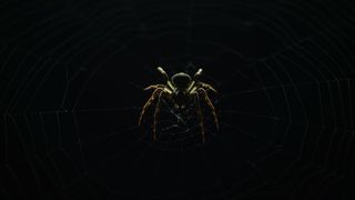 棕色，黑色，蜘蛛网，户外，谷仓，背景，昆虫