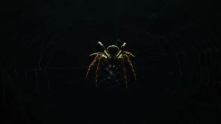 棕色，黑色，蜘蛛网，户外，谷仓，背景，昆虫