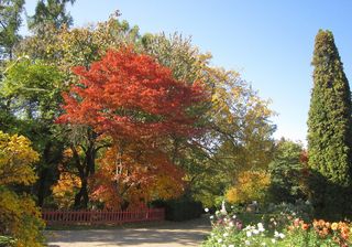 树，植物，枫树，户外，罗马尼亚，克卢伊，植物园，花园