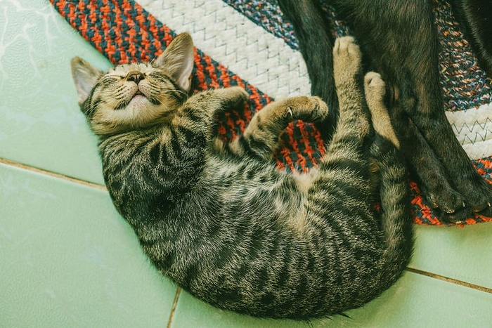 白色瓷砖地板上棕色斑猫的照片
