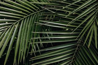 热带棕榈叶，花卉图案背景