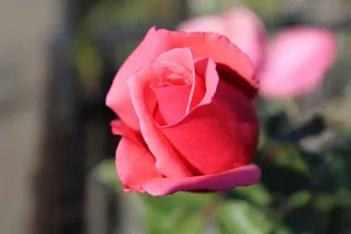 玫瑰，花，自然，花园，红色，浪漫，开花植物，自然之美