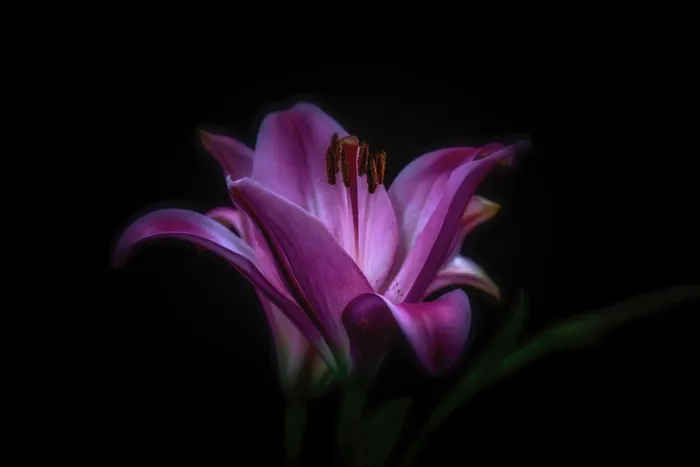 紫色花朵摄影，选择性，聚焦照片，紫色，百合花，花朵，花瓣，植物