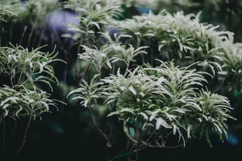 采购产品绿叶植物，盆栽植物，罐子，花瓶，植物，陶器，花盆，药草