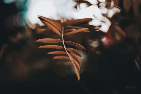 树枝、树、叶、bokeh、模糊、花朵、特写、宏观 树枝、树、叶、bokeh、模糊、花朵、特写、宏观