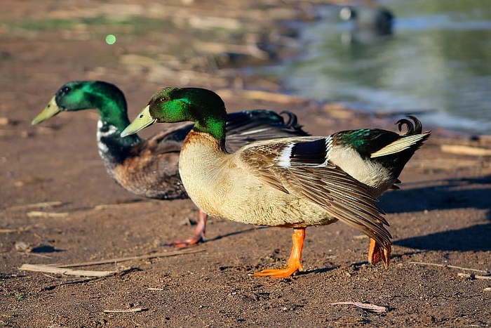 鸟类，野生动物，自然，动物，鸭子，可爱，野生，湖泊