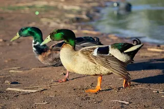 鸟类，野生动物，自然，动物，鸭子，可爱，野生，湖泊