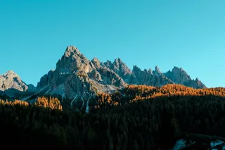 灰山附近的棕色树木