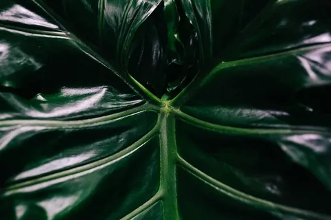 绿色植物叶子的特写镜头