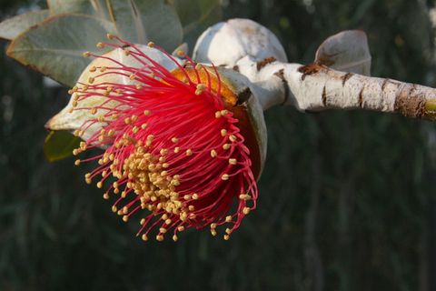 开花，开花，桉树，桉树开花，红色，花，植物，开花植物
