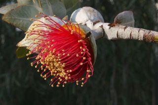 开花，开花，桉树，桉树开花，红色，花，植物，开花植物
