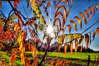 秋天，金色的秋天，秋天的心情，秋天的树叶，黄色，森林，树叶，变色