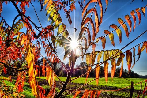 秋天,金色的秋天,秋天的心情,秋天的树叶,黄色,森林,树叶,变色 秋天,金色的秋天,秋天的心情,秋天的树叶,黄色,森林,树叶,变色
