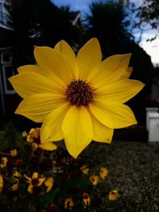 醇厚，黄色，阳光，五颜六色，自然，开花植物，花，花瓣