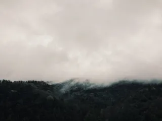 白云上绿叶树木