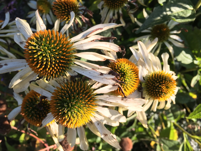 紫锥花，紫锥菊，花，枯萎，秋天，植物，开花植物，生长