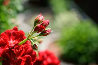 选择性的, focus photography, 红,flower buds, Pelargonium, Nutmeg, 红, Garden, 夏季
