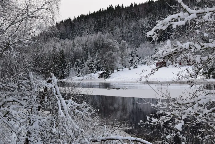 雪、冬天、寒冷、自然、霜冻、树木、冰、风景