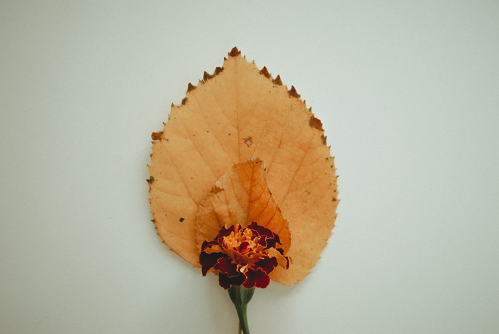 近花干叶特写摄影