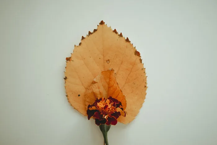 近花干叶特写摄影