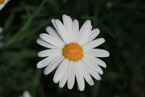 雏菊,白色,花,植物,自然,白色,花,花,绿色 雏菊,白色,花,植物,自然,白色,花,花,绿色