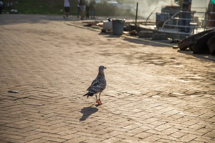 鸟，动物主题，脊椎动物，动物，一种动物，野生动物，野生动物，阳光