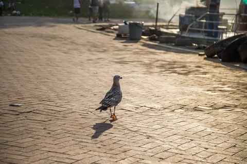 鸟，动物主题，脊椎动物，动物，一种动物，野生动物，野生动物，阳光