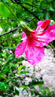 花朵、雨滴、季风、粉色、花朵、植物、开花植物、新鲜度 花朵、雨滴、季风、粉色、花朵、植物、开花植物、新鲜度
