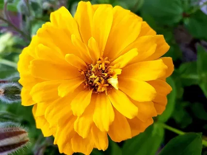 花，开花，夏天，植物群，百日草，开花植物，花瓣，脆弱