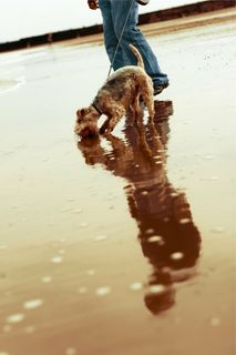 人，牵着，皮带，棕色，狗，黑色，长，有涂层