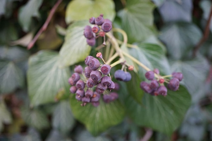 植物，花朵，花朵，绿色，平静，热情，专注，美丽