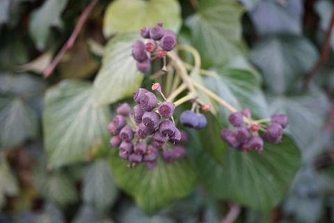 植物，花朵，花朵，绿色，平静，热情，专注，美丽