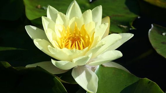 荷花在一个小池塘里盛开。